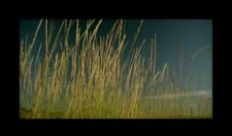 野草视频,探寻自然之美，感受生命力量